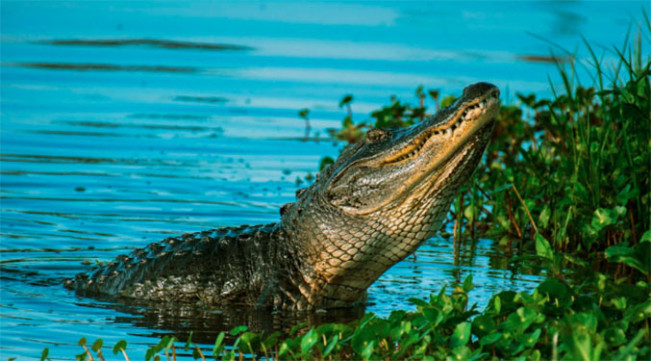 Nelayan Tewas Diterkam Buaya Saat Perbaiki Perahu yang Rusak di Sungai Rokan